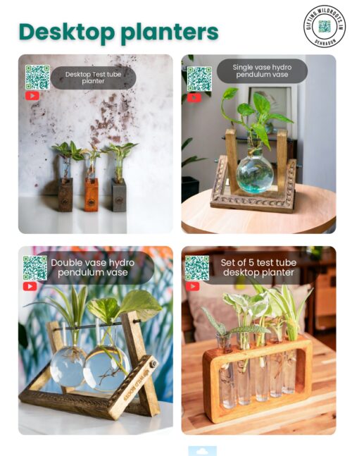 Desktop Planters for gifting
