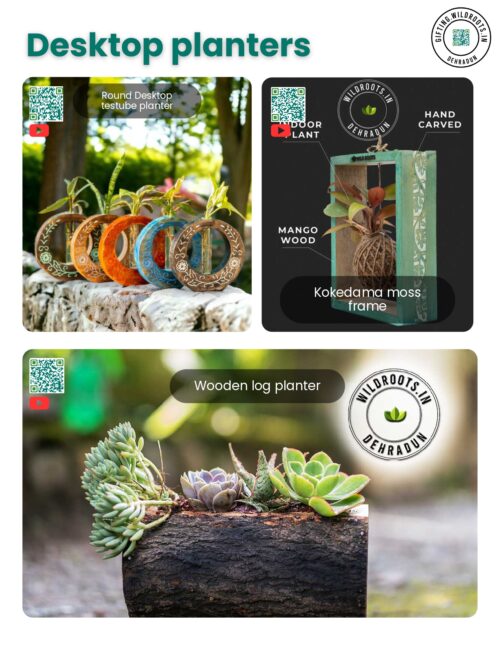 Desktop Planters