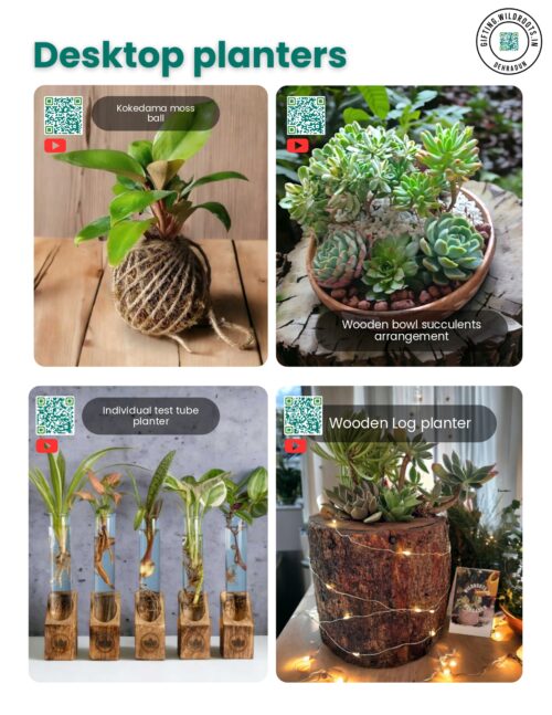 Desktop Planters